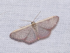 Idaea inversata