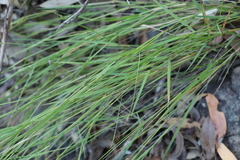Eriachne pallescens