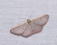 Idaea inversata