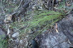 Eriachne pallescens