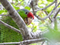 Amazona finschi × viridigenalis