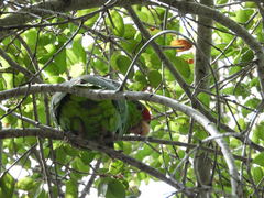 Amazona finschi × viridigenalis