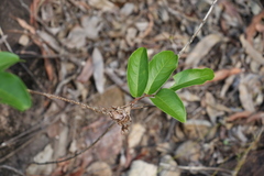 Celastrus subspicatus