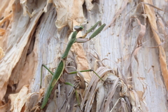 Notomantis brunneriana