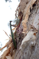 Notomantis brunneriana
