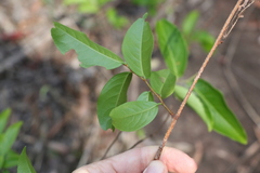 Celastrus subspicatus