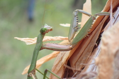 Notomantis brunneriana