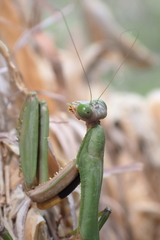 Notomantis brunneriana