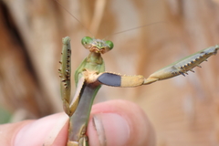 Notomantis brunneriana