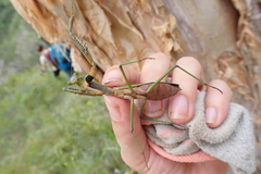 Notomantis brunneriana