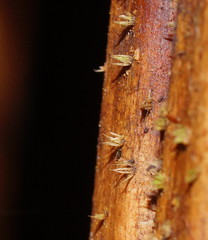 Hispidula dicksoniae