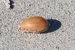 Notocypraea angustata