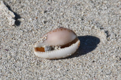 Notocypraea angustata