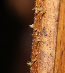 Hispidula dicksoniae