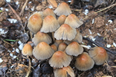 Coprinellus truncorum