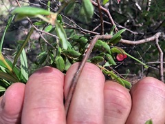 Grevillea quadricauda