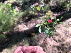 Grevillea quadricauda