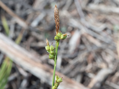 Carex triquetra