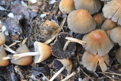 Coprinellus truncorum