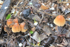 Coprinellus truncorum