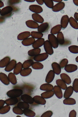 Coprinellus truncorum