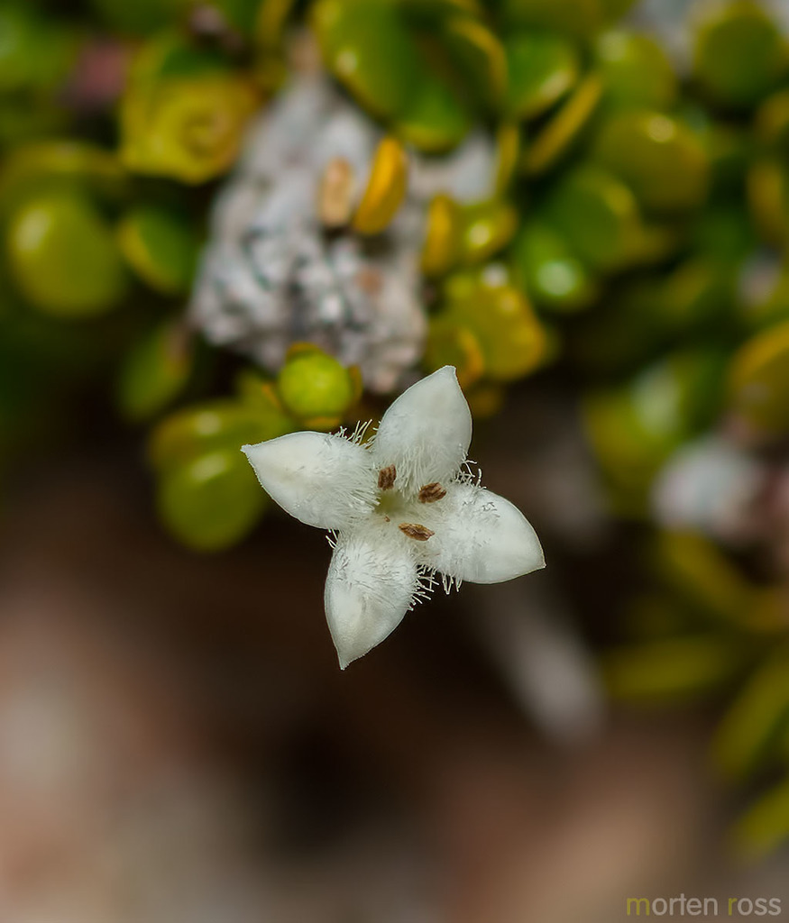Dirichletia