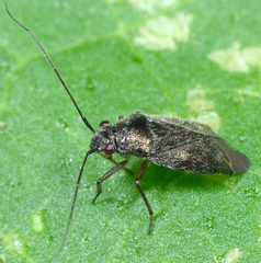 Irbisia californica