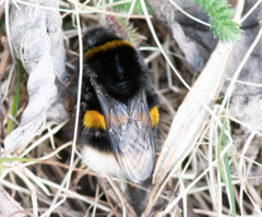 Bombus terrestris