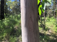 Corymbia henryi