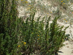 Artemisia campestris maritima