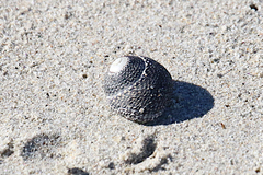 Chlorodiloma odontis