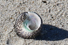 Chlorodiloma odontis