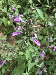 Dicliptera clinopodia