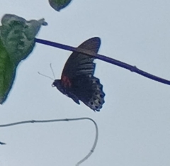 Papilio memnon
