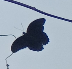 Papilio memnon
