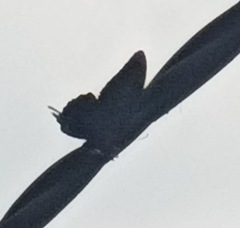 Papilio memnon