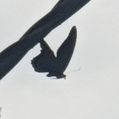Papilio memnon