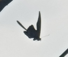 Papilio memnon