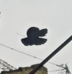 Papilio memnon