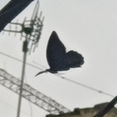 Papilio memnon
