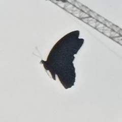 Papilio memnon