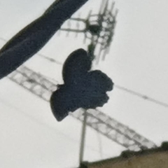 Papilio memnon