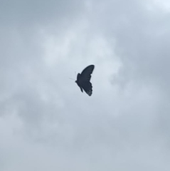Papilio memnon