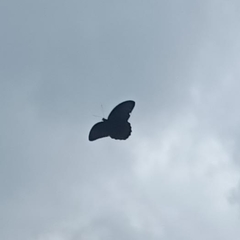 Papilio memnon