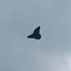 Papilio memnon