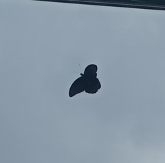 Papilio memnon
