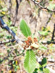 Cercocarpus macrophyllus