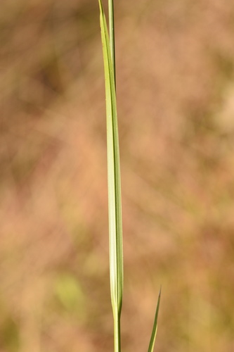 Rhynchospora odorata image