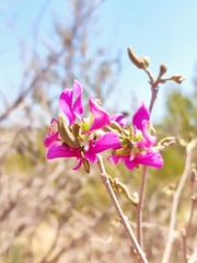Harpalyce arborescens, photograph (c) Guillermo Huerta Ramos, some rights reserved (CC BY)