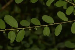 Phyllanthus gunnii